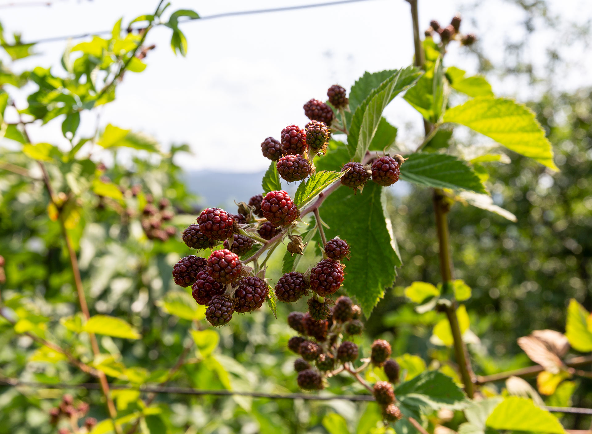 Organic fruit at the farm Marxenhof