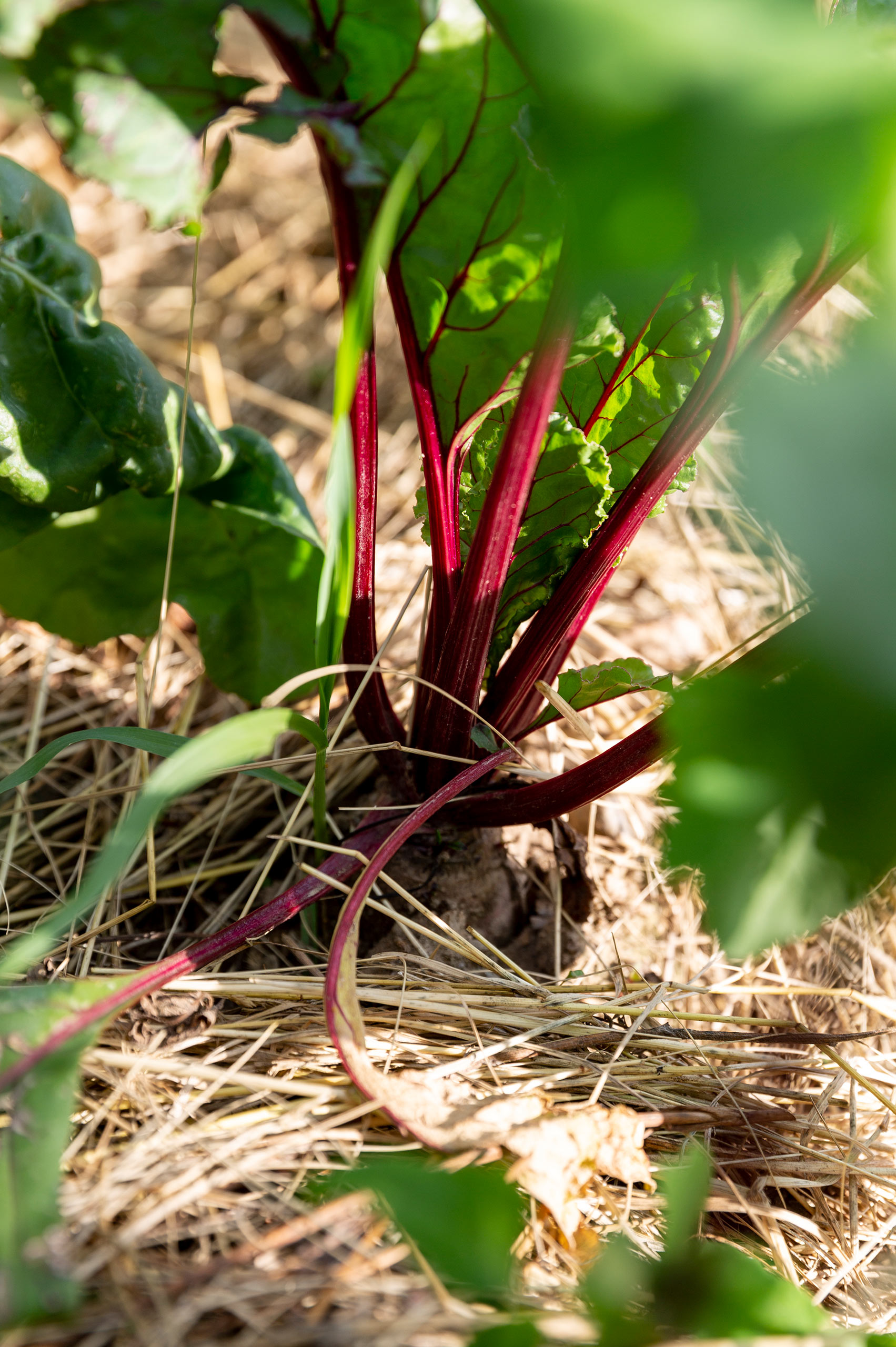 ökologischen Anbau von Bioprodukten