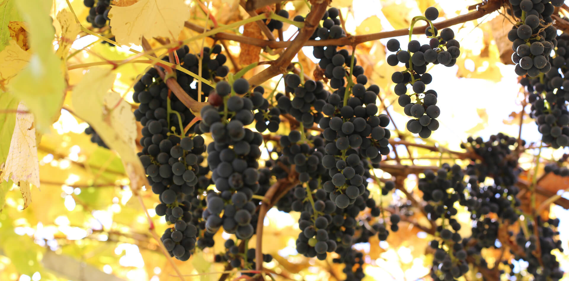 Autunno in Valle Isarco in Alto Adige